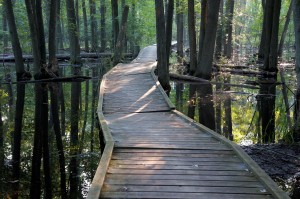 3-ArboretumSwampwalk_byKimLawrence